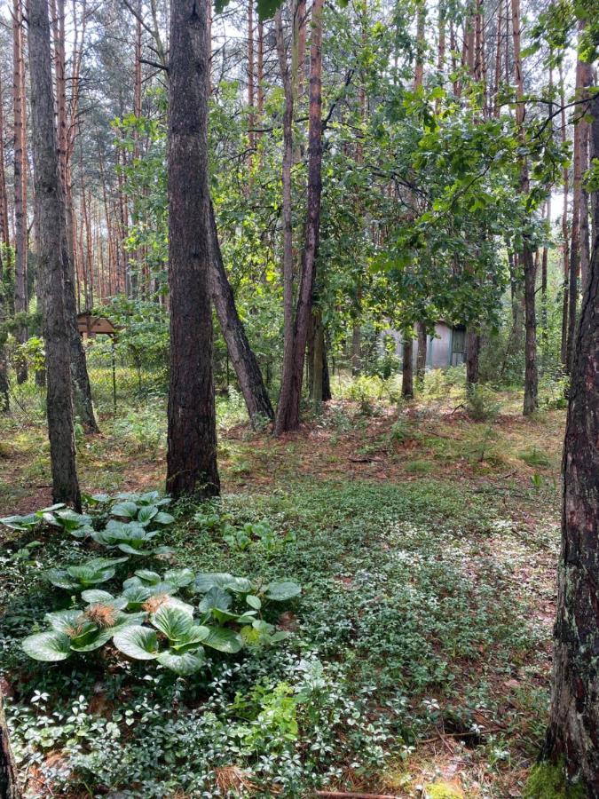 Przytulny Domek W Lesie Blisko Rzeki Ryczywol  Zewnętrze zdjęcie