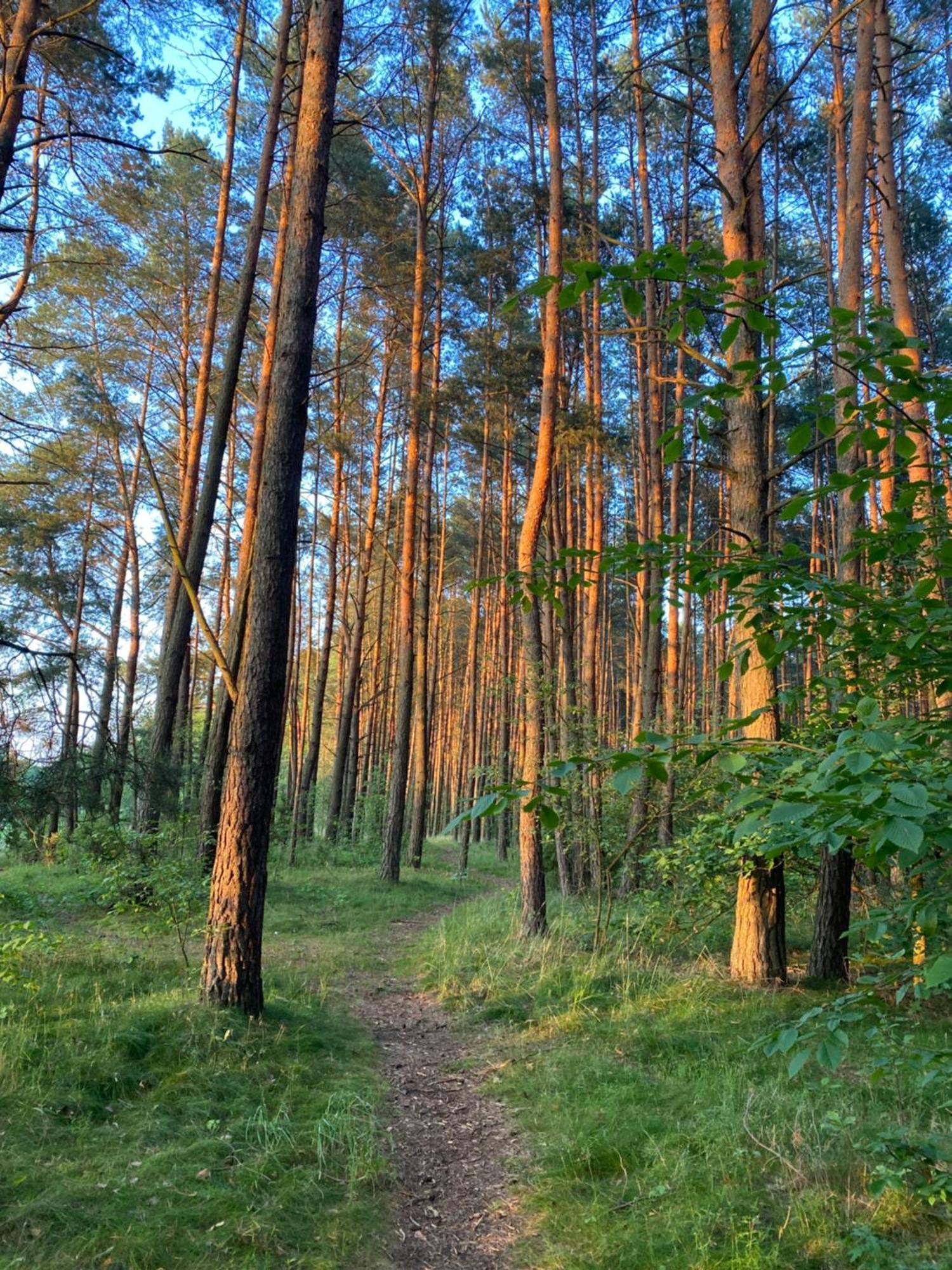 Przytulny Domek W Lesie Blisko Rzeki Ryczywol  Zewnętrze zdjęcie