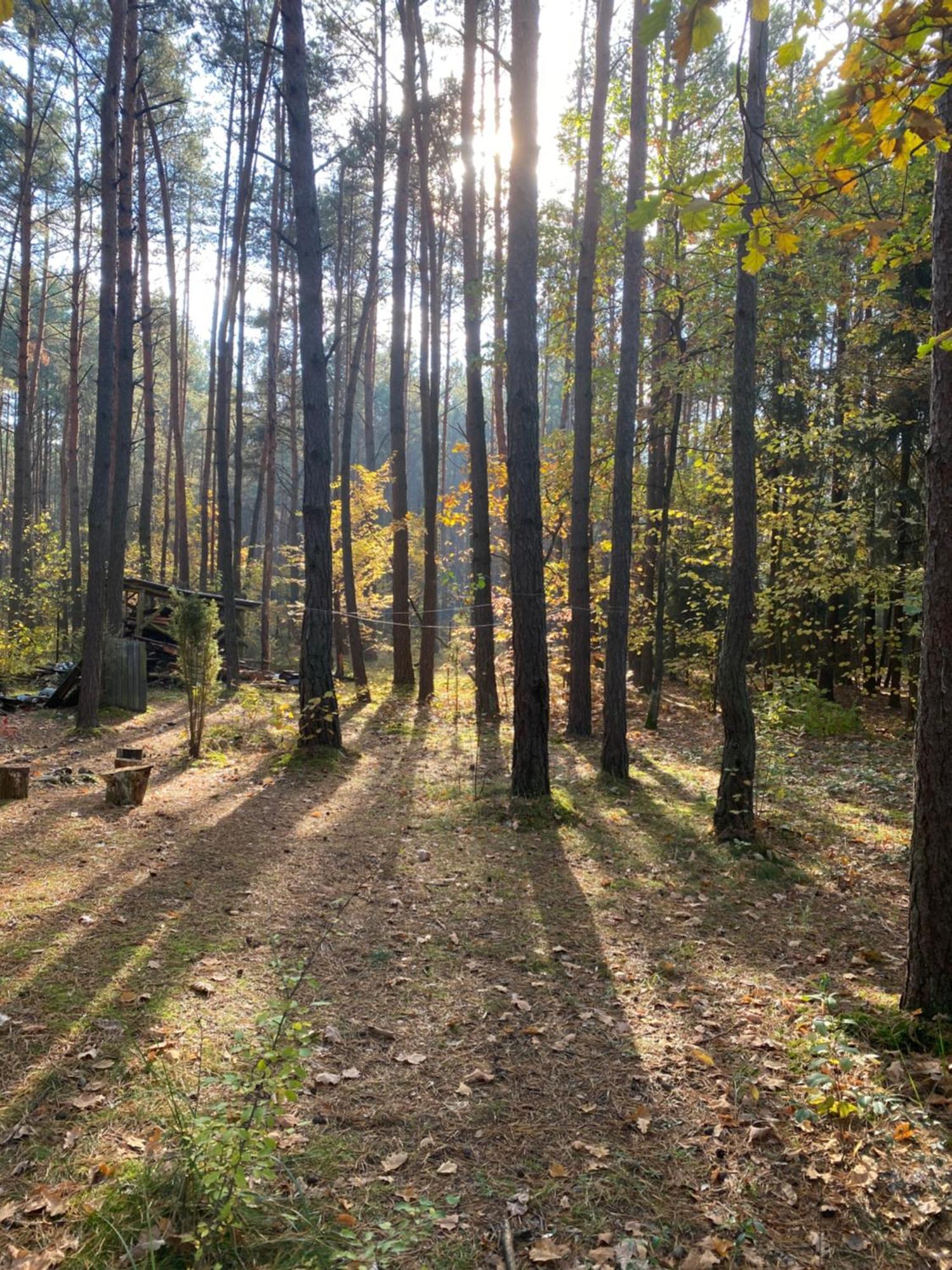 Przytulny Domek W Lesie Blisko Rzeki Ryczywol  Zewnętrze zdjęcie